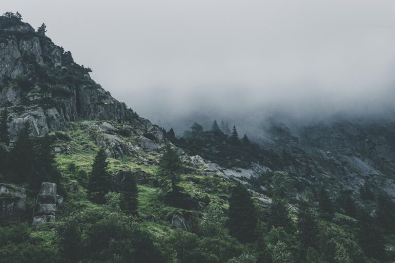 SHOWS green leafed trees during fog time 167684.jpg
